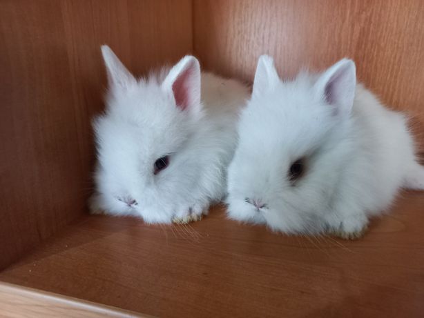 Кроликі декоративні