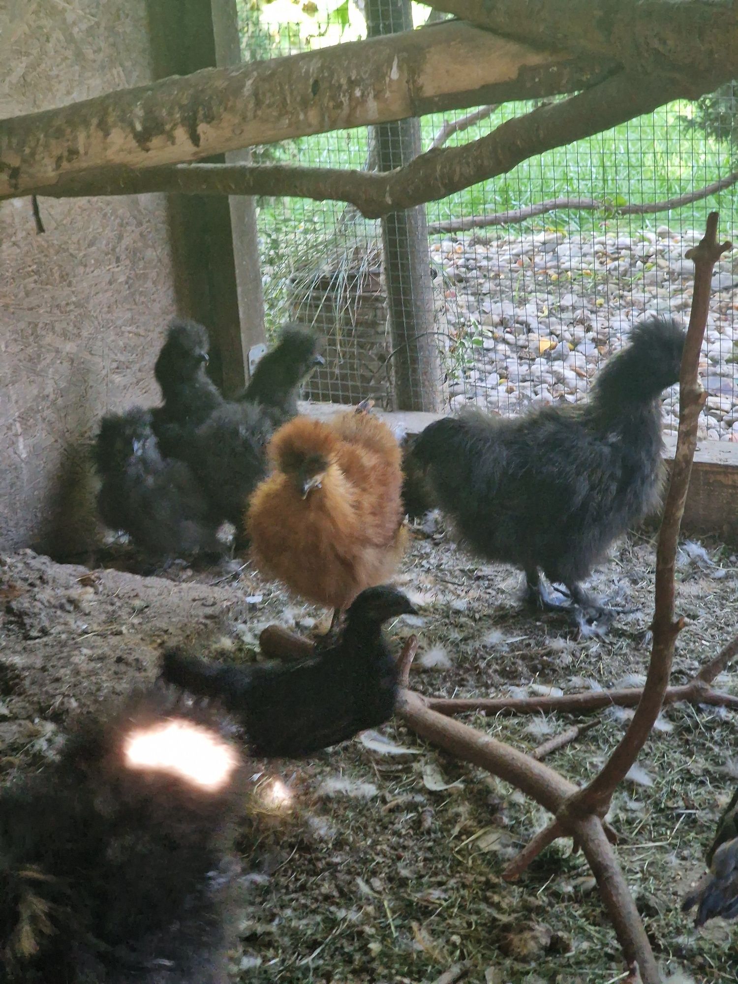 Koguty i kury  silki jedwabiste I ayam cemani