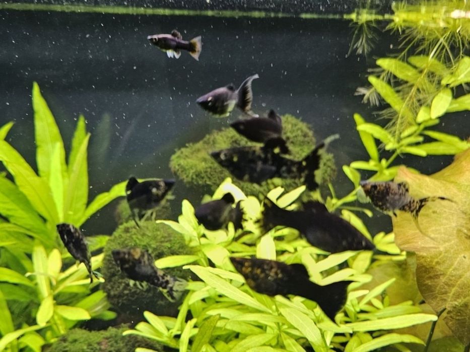 Molinezja rybki akwariowe
