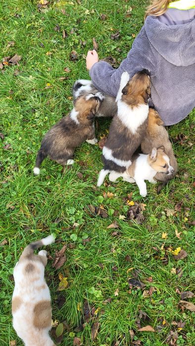 Oddam pieski za darmo