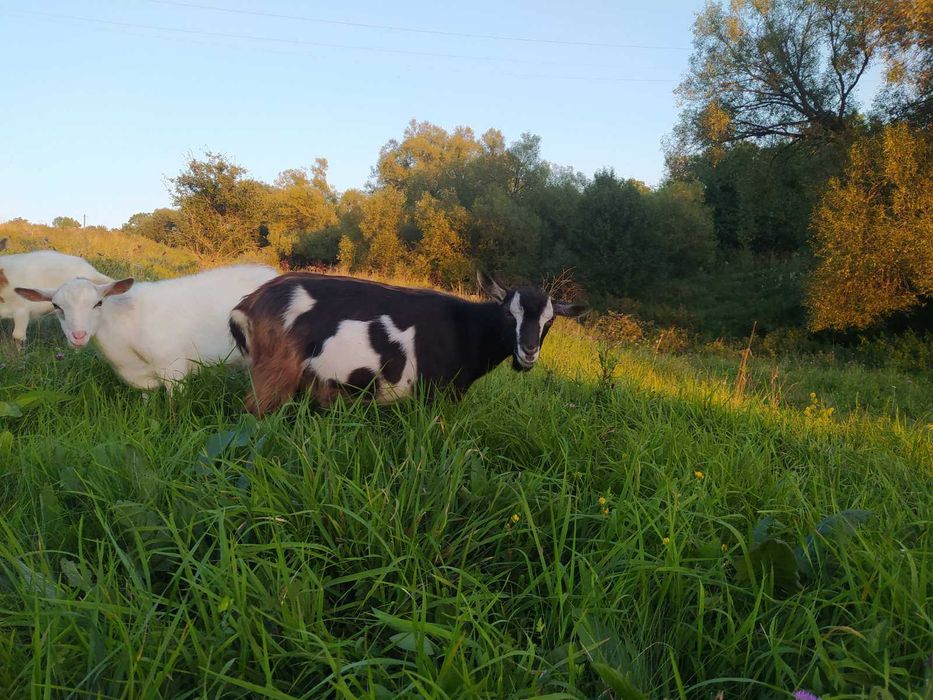 Молоді цапики зааненської породи
