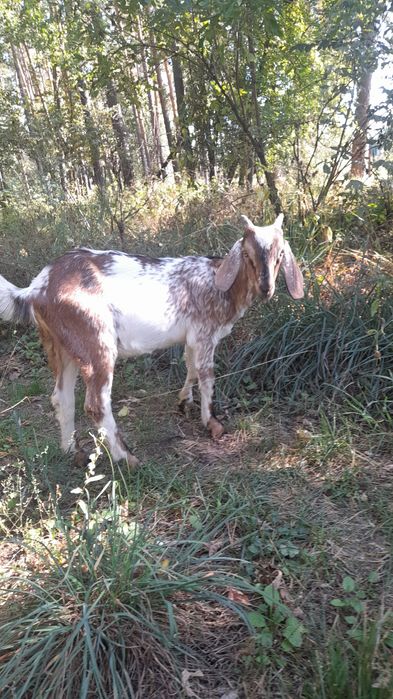 Козенята заано-нубійці 75%. Можливий обмін