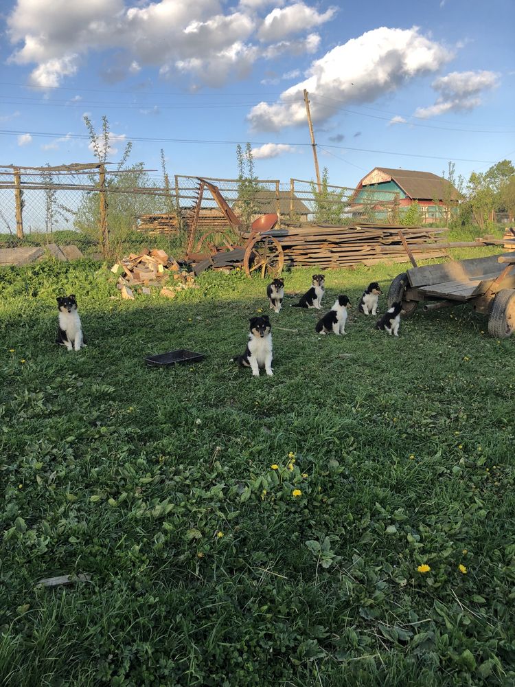 Цуценята колі.
