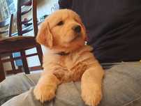 Golden Retriever złota suczka ZKwP FCI - domowa hodowla