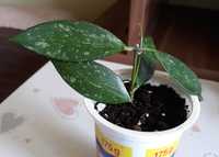 Hoya hoja gracilis (memoria) - sadzonka rosnąca.