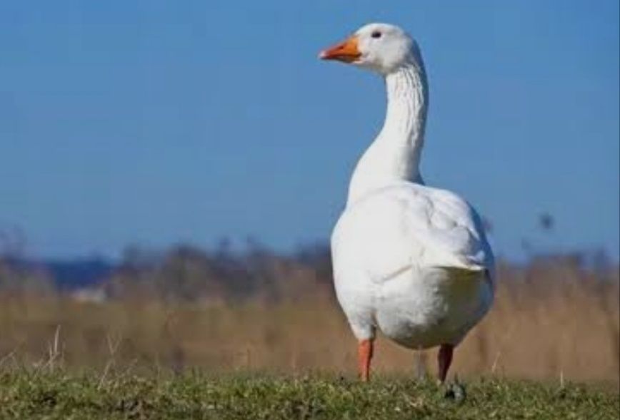 Gęś kaszubska Gęsina z gospodarstwa