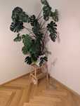 Kwiat Monstera 185 cm, 3 letnia piękna ogromna