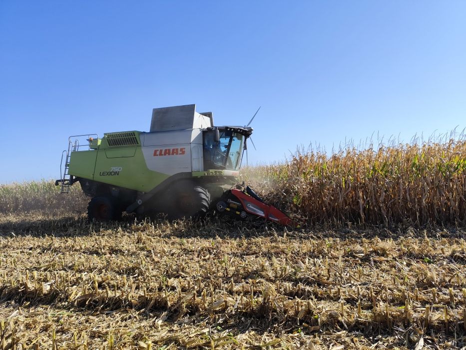 Skup kukurydzy Usługi rolne koszenie kukurydzy LEXION750 4X4 TRANSPORT