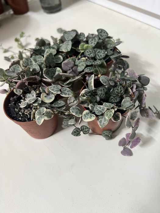 Церопегія варієгаьна, хойя матільда сплеш