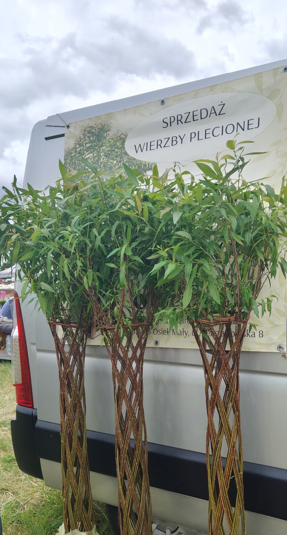 Wierzba pleciona