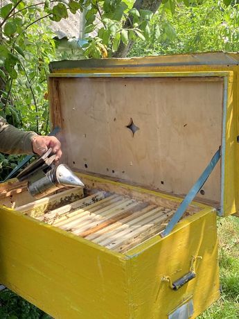 Продам бджолосімьї українська степова