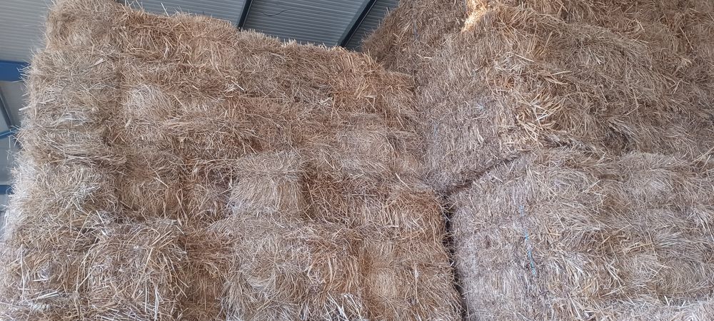 Feno semeado mistura 2025 FNC