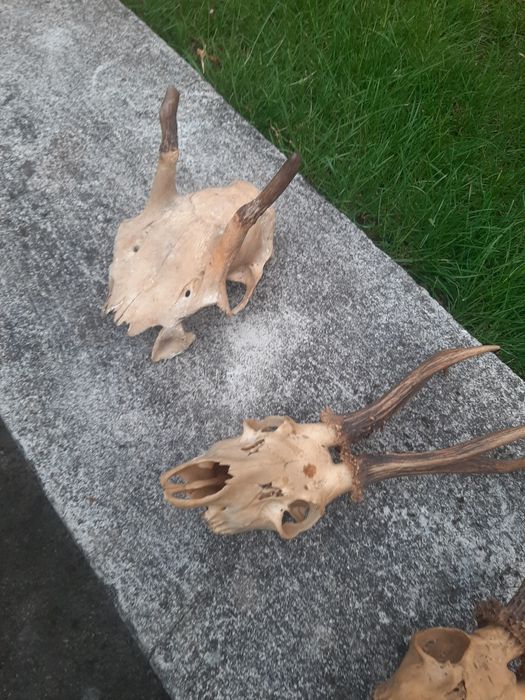 Rogi  z czaszkami  6 szt   dla  myśliwego   kompletne   uzębienie  w p