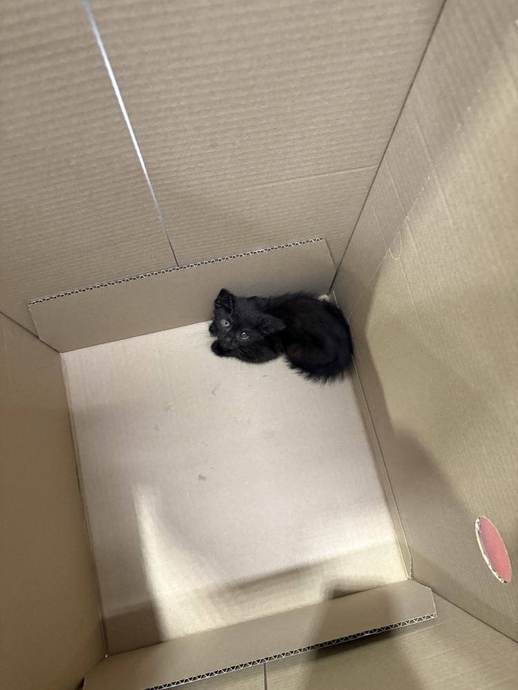 Gatinho para adocao responsavel
