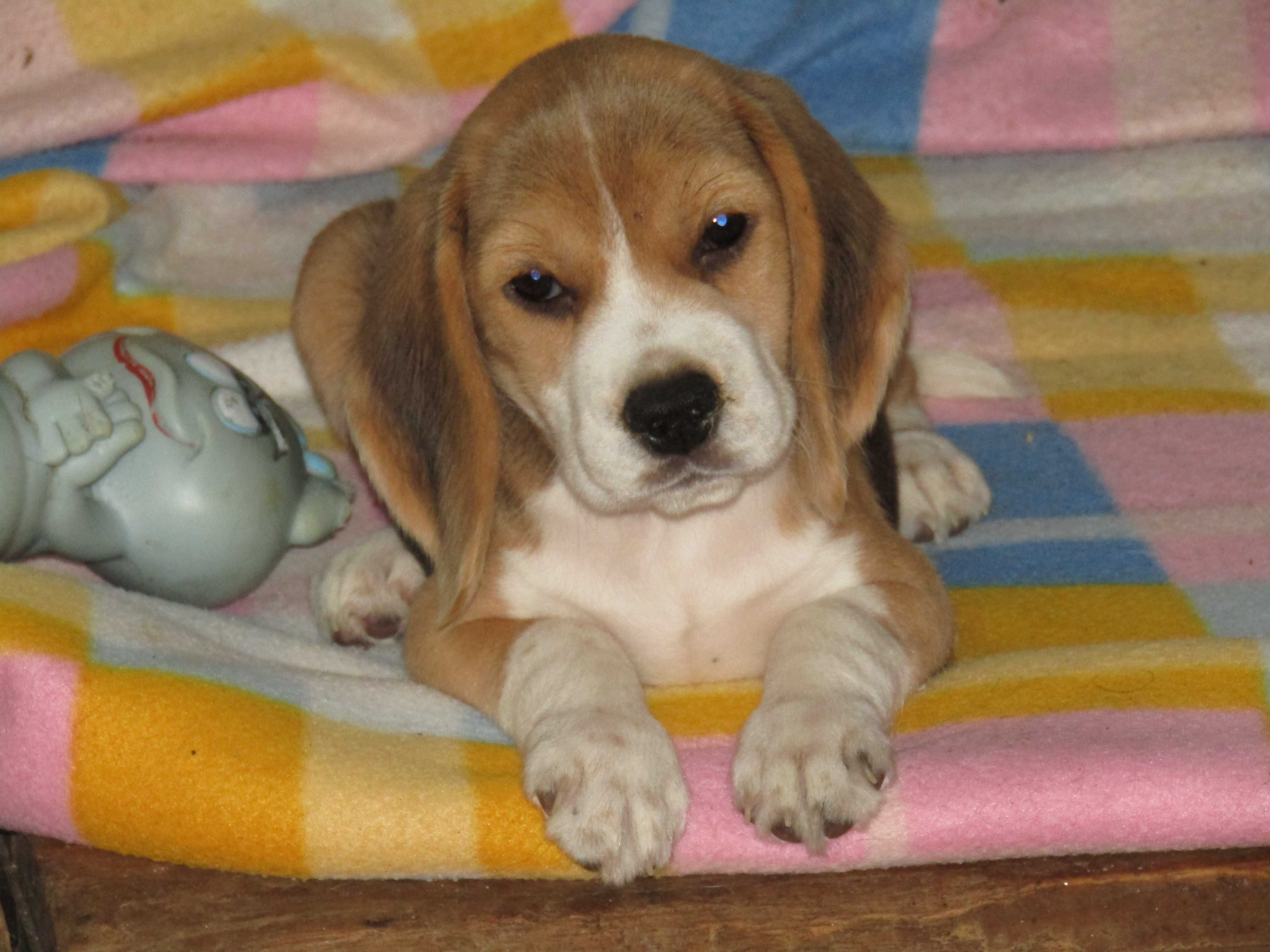 Fêmea Beagle Tricolor de Qualidade Porte Pequeno.