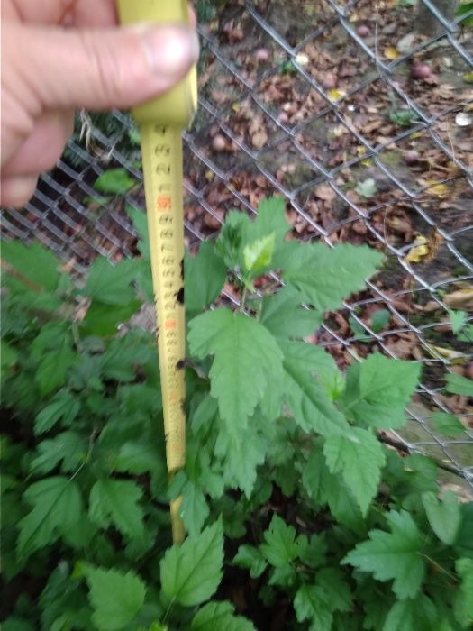 продам саджанці гібіскуса