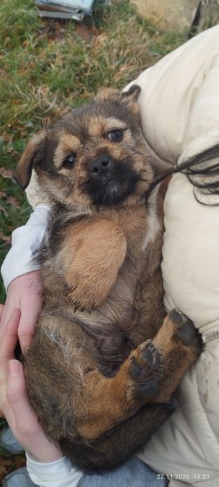 Oddam pieski będą małe