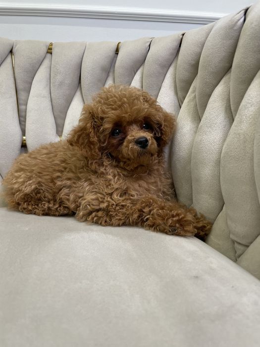 Pudel Toy dostępna sunia red malutka 85dkg.