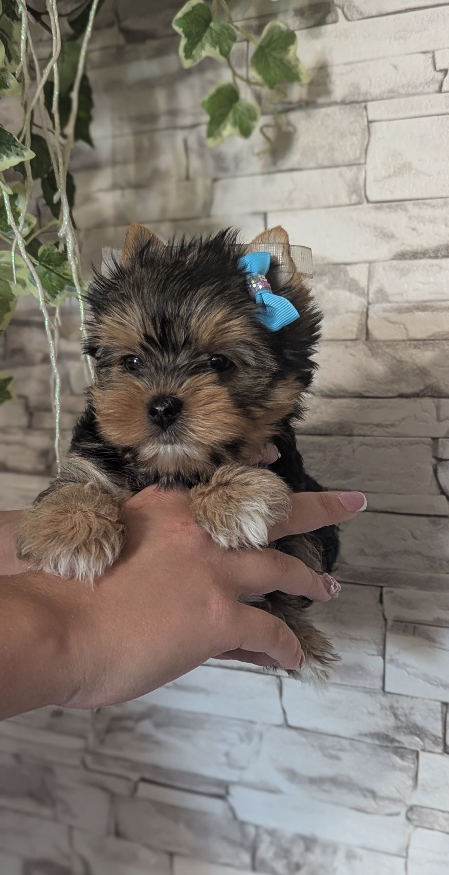 Piesek Yorkshire terrier