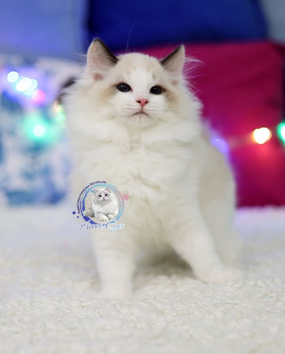 Kocurek Ragdoll po Junior Winnerze, rodowód FPL