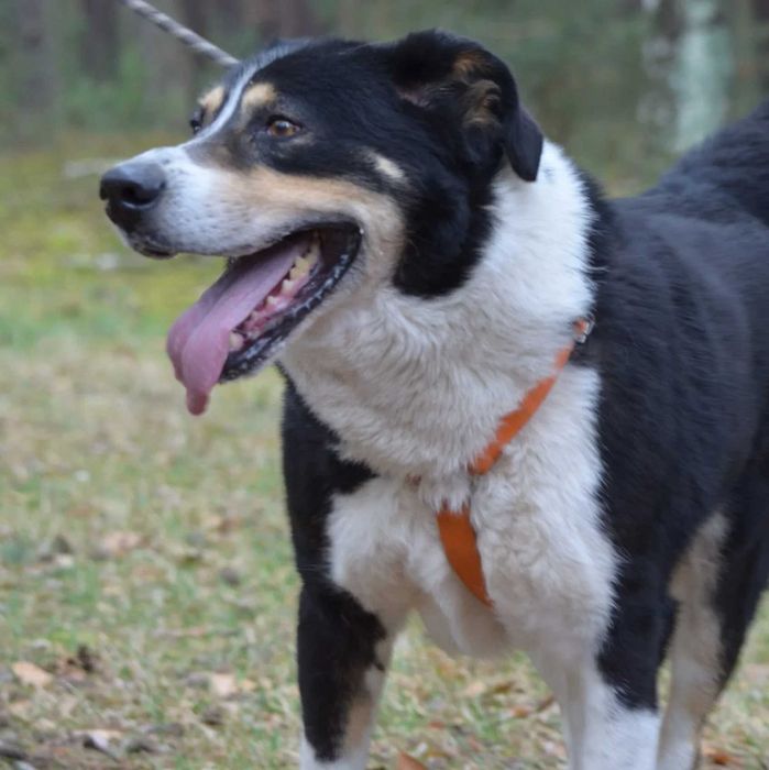 BIGER to duży pies, o niezwykłej sile i przepięknym umaszczeniu