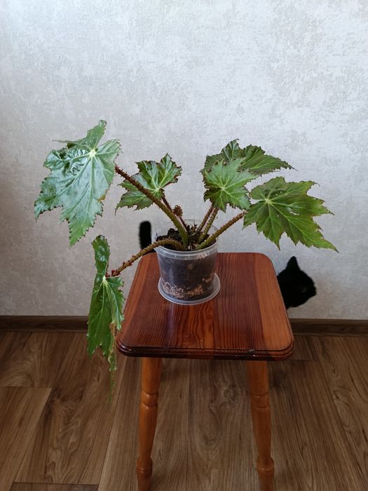 Бегонія кімнатна