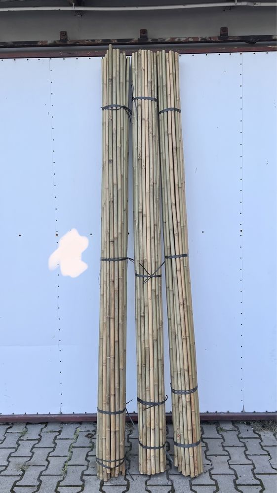 Tyczka bambusowa sadownicza 295cm 26/28 bambus sadowniczy