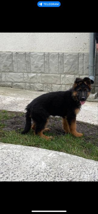 Німецькі вівчарки