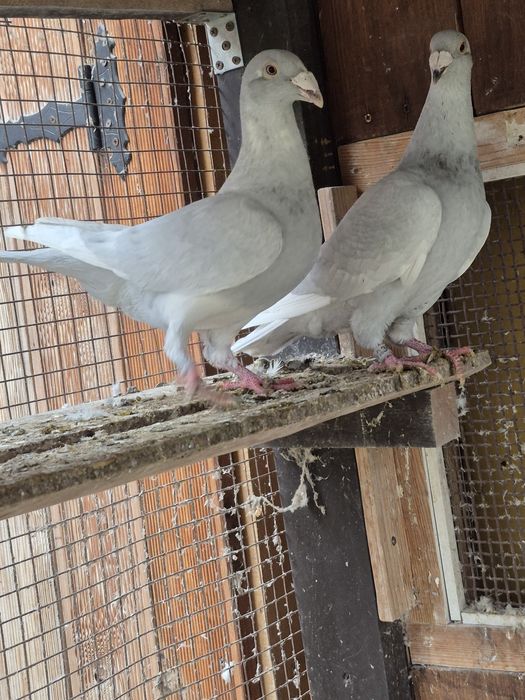 Gołebie Staropolskie