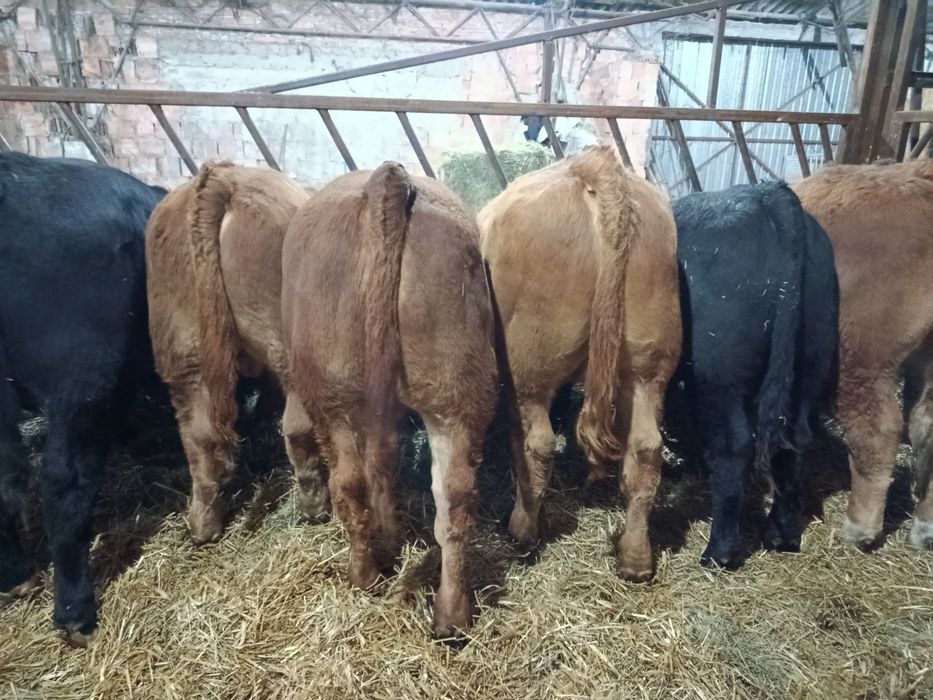 Byczki Limousine Mięsne LM MM Polskie