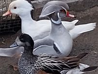 Kaczki karolinki srebrne platynowe