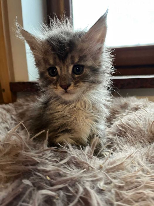 Kotka Maine Coon as 22 linia shaded