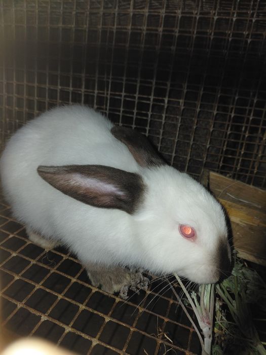 Продам   кролиць
