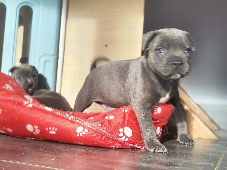 Amerycan Stafford terrier