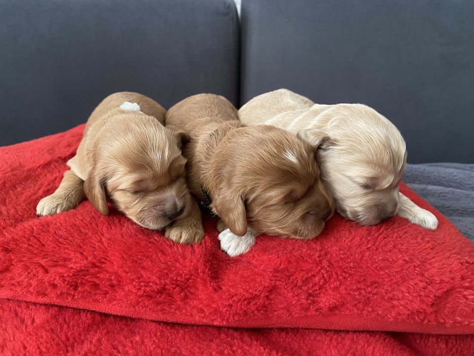 Cockapoo! Piekne maluszki!