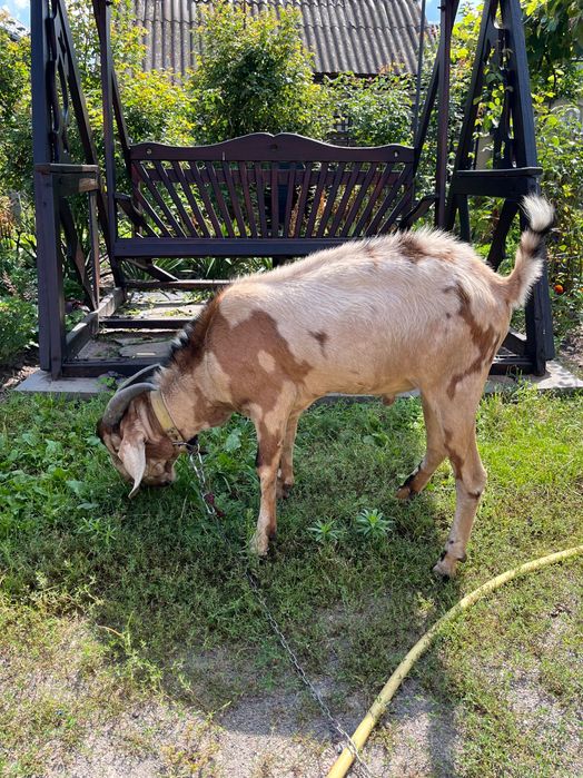 Продам англо-нубійського козла