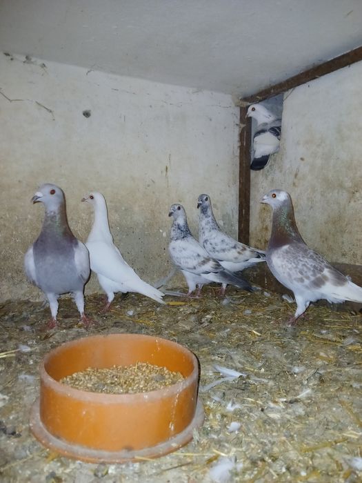Oddam za darmo gołębie pocztowe i mieszańce