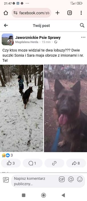 Pieski odnalezione . DZIĘKUJĘ