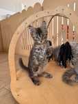 Kolorowa kotka maine coon 3 m