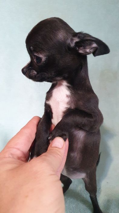 Девочка чихуахуа гладкошерстная