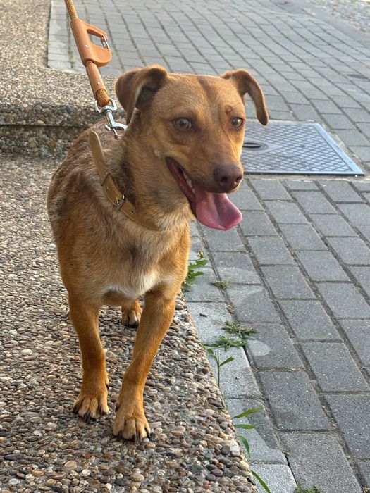 Cão caramelo para adoção