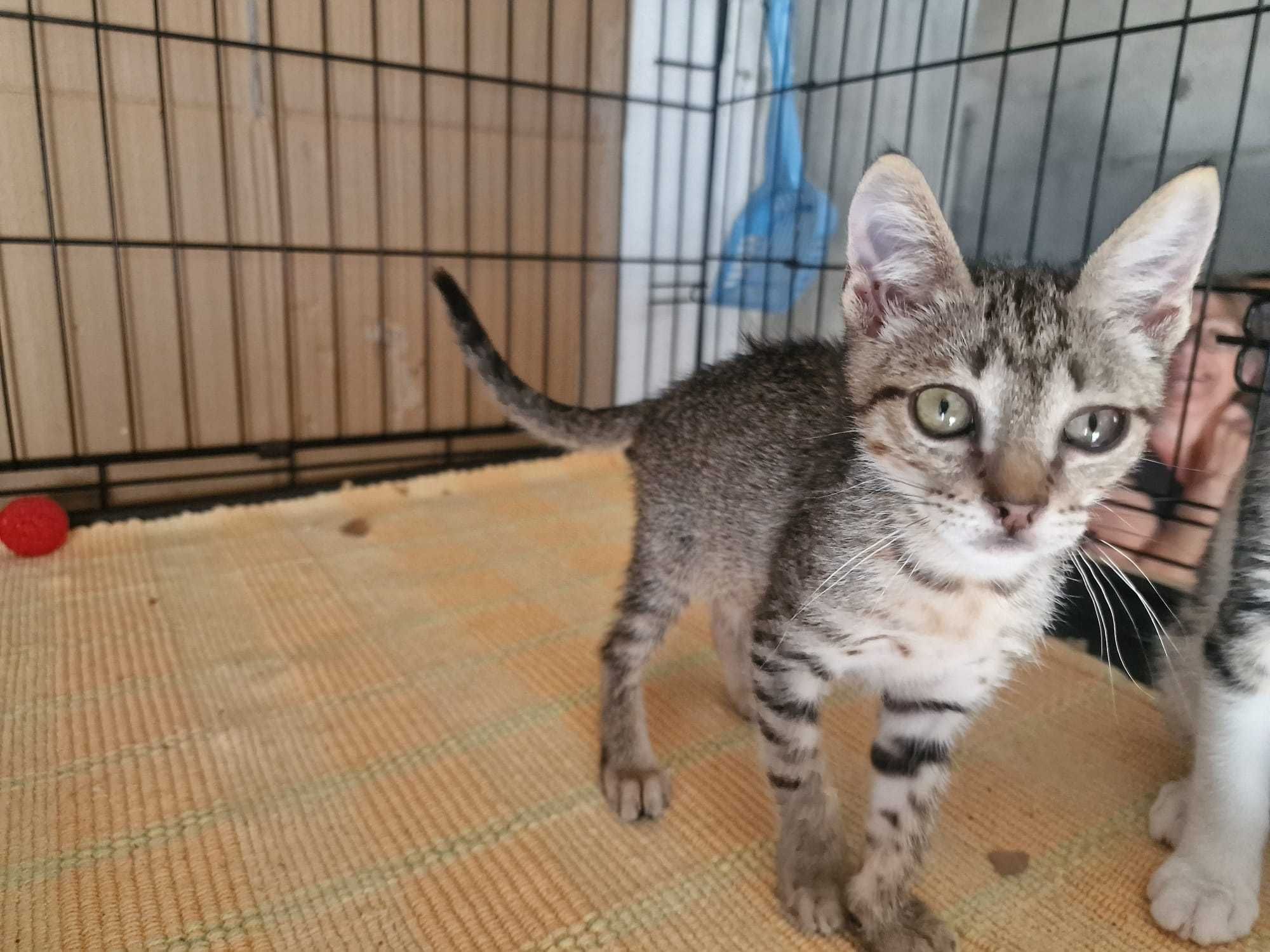 Gatinhos bebés para adoção consciente