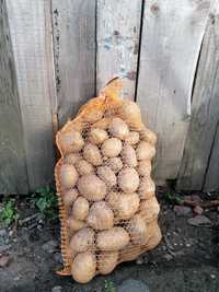Bezpośrednio od rolnika- sprzedam ziemniaki odmiana Queen Anne
