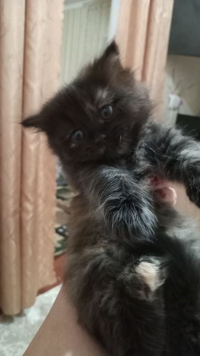 Продам  персидського котенка