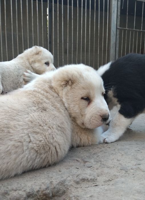 Пропоную щенят середньоазіатської вівчарки