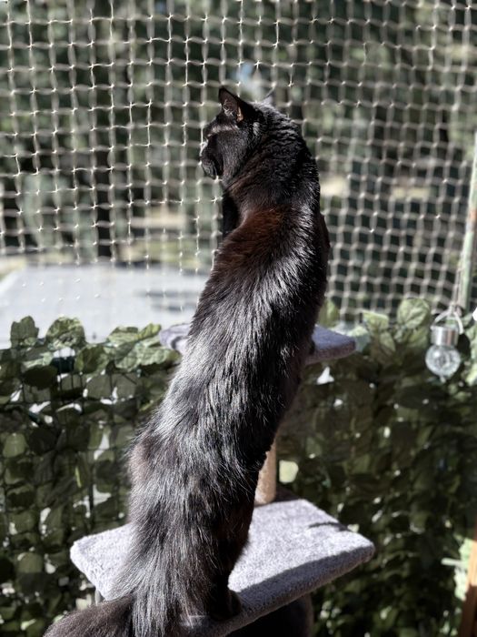 Maine Coon hodowlana – chętnie nawiążę współpracę (rodowód SHARPIK)