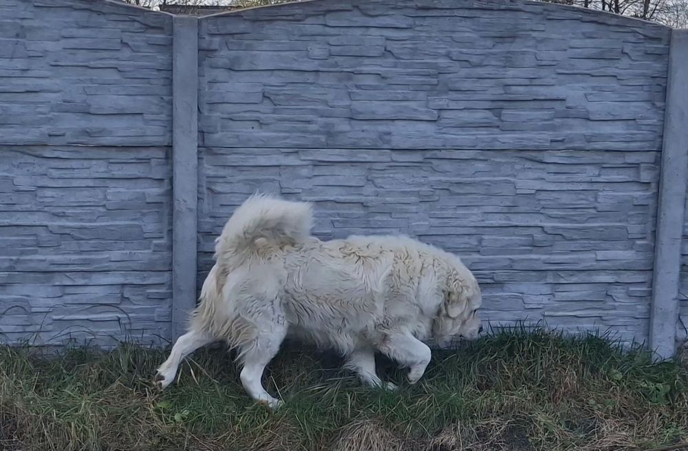 ODDAM Owczarki Podhalańskie