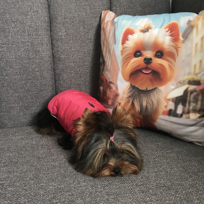 Маленькі йорики хлопчик та дівчинка