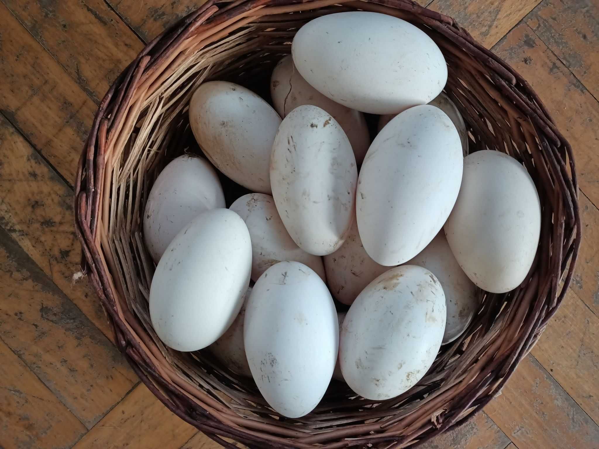 Jaja lęgowe gęsi garbonosych