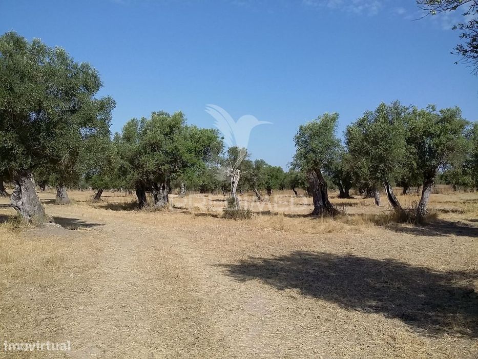 Propriedade -Terreno Rustico  em Vale dos Picos